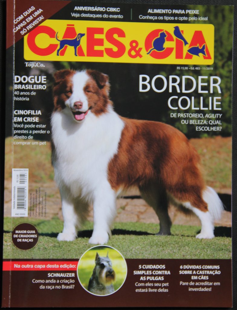 Magazine para cães: Raças de cães: Tudo sobre o Bearded collie